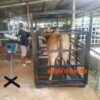 Cân bò điện tử 500kg đến 2 tấn